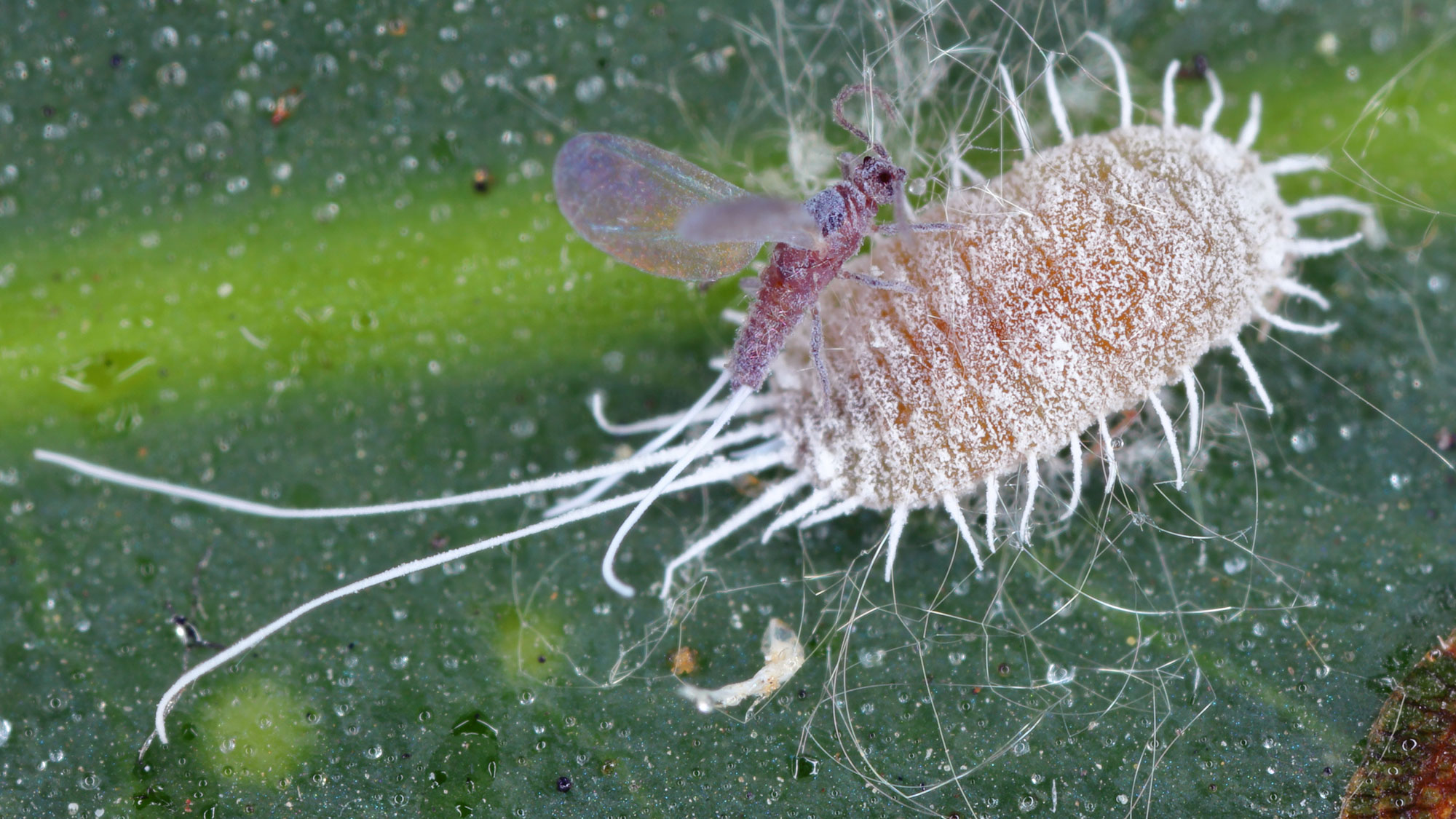 long tailed mealybug on plant leaf 