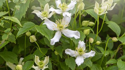 Clematis &#039;Montana&#039; flower blooms