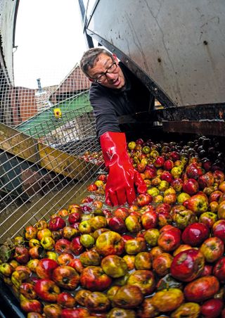 apple harvest