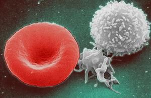 red_white_blood_cells-02