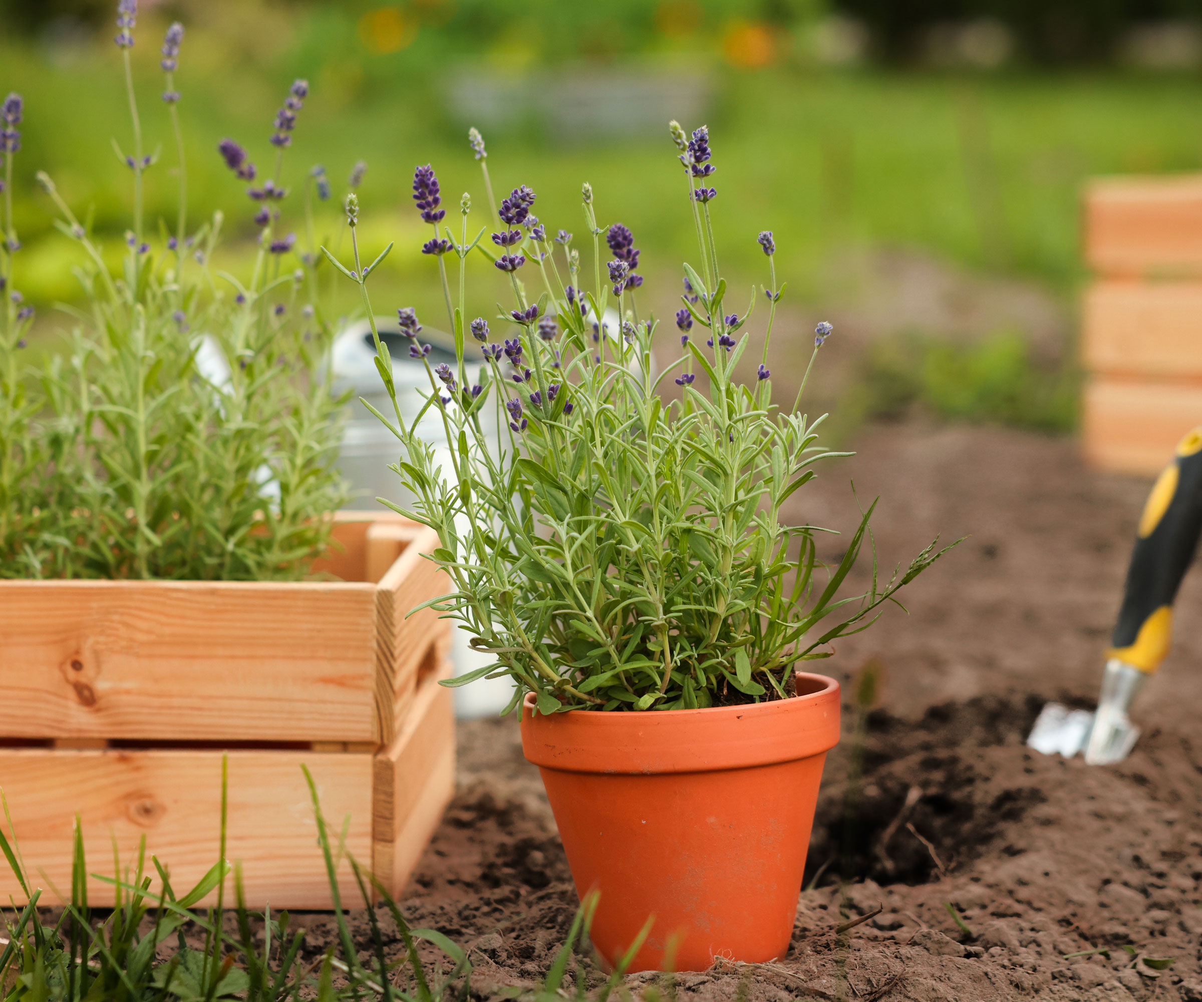 potted lavender being transplanted next to trowel