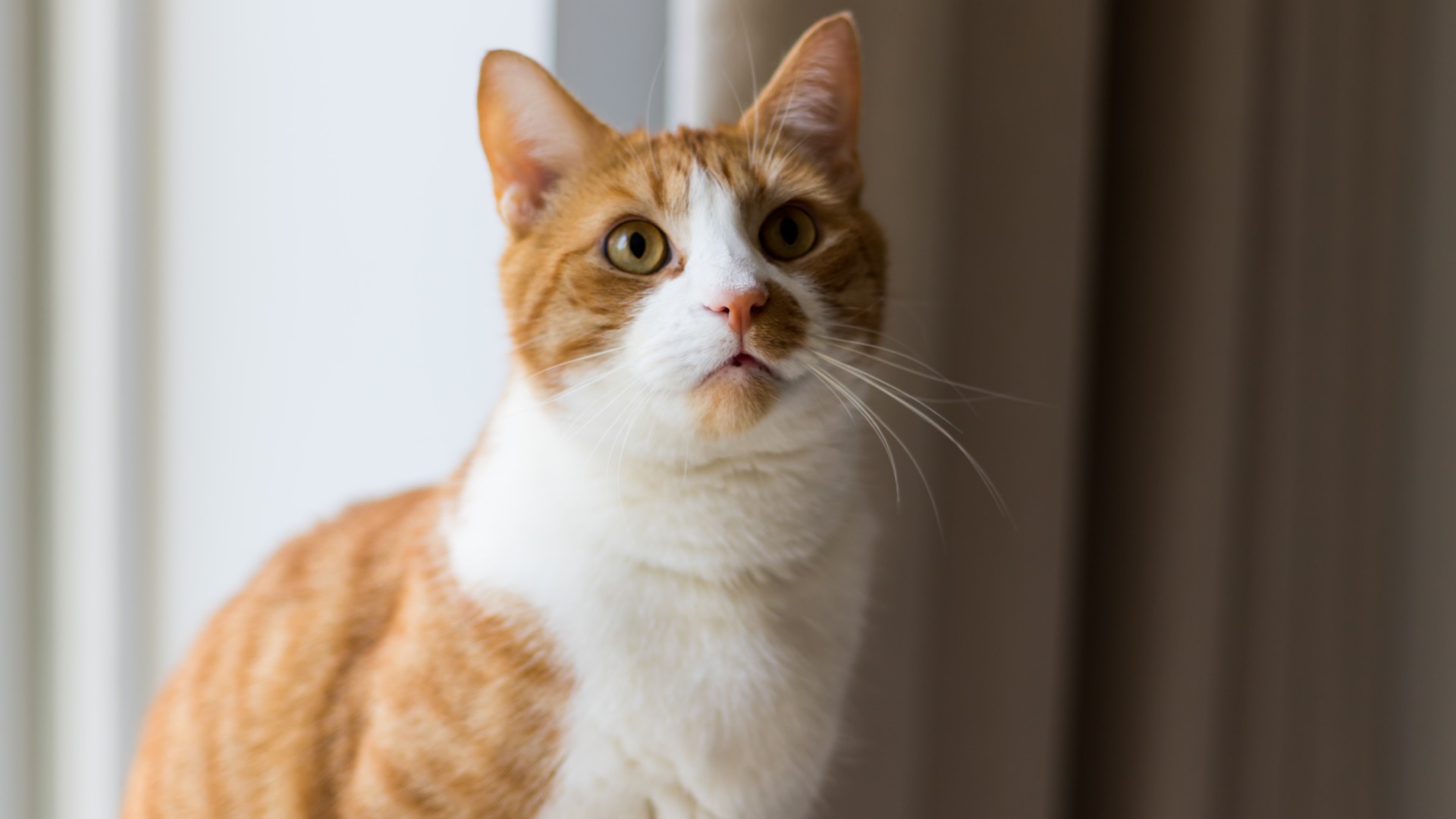 Ginger and white cat sat in house looking around