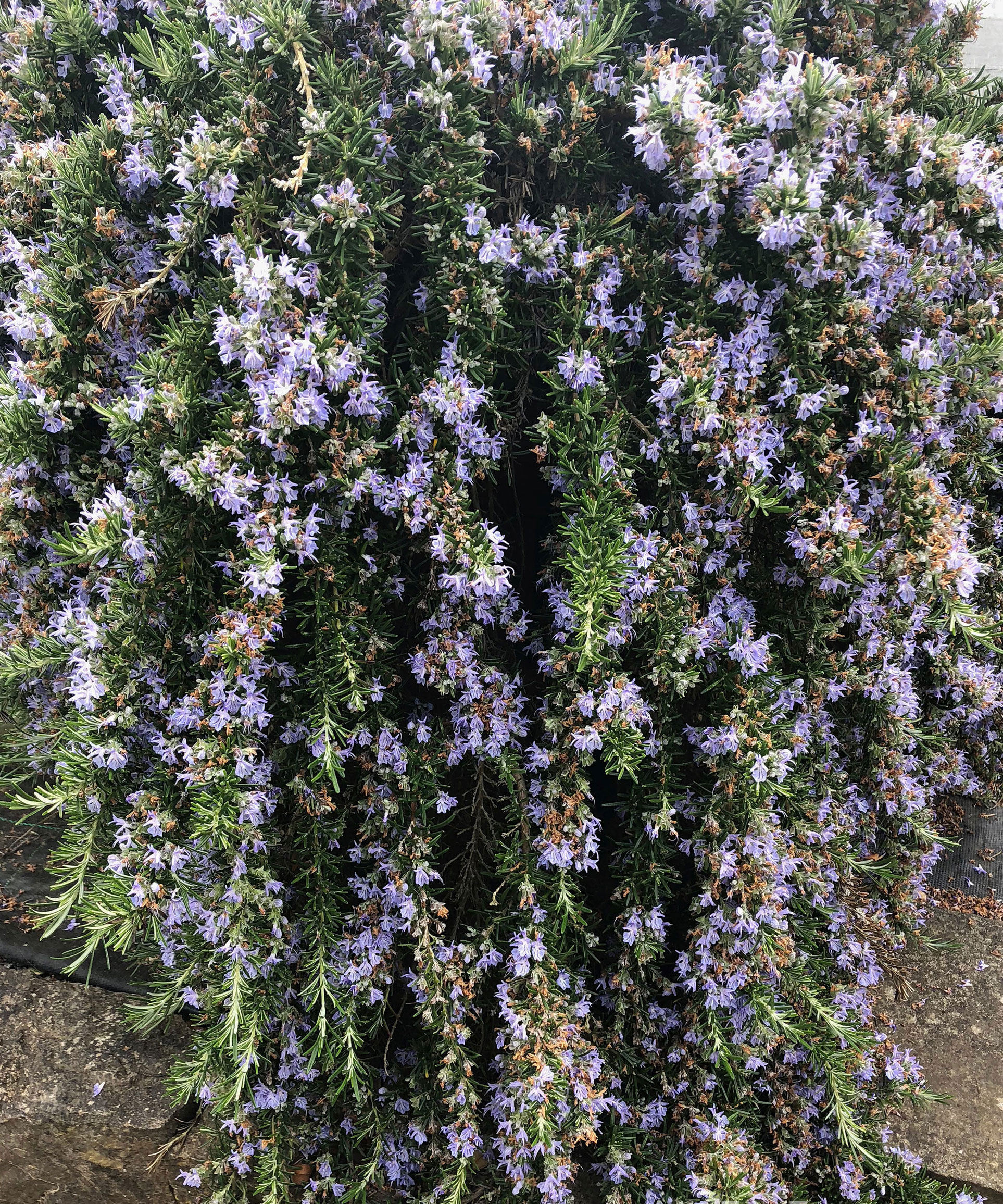 rosemary grown as an aromatic herb