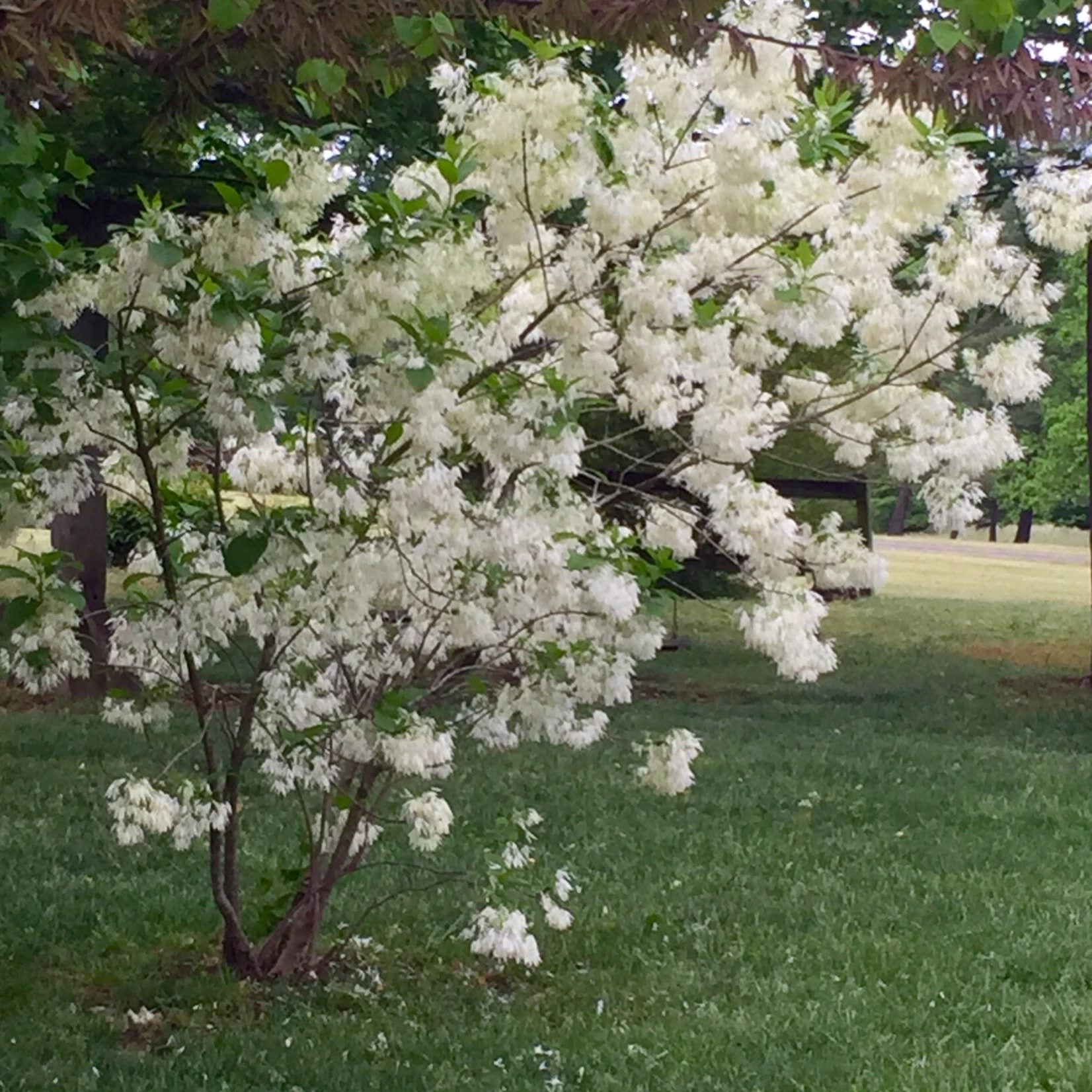 White Fringe Tree