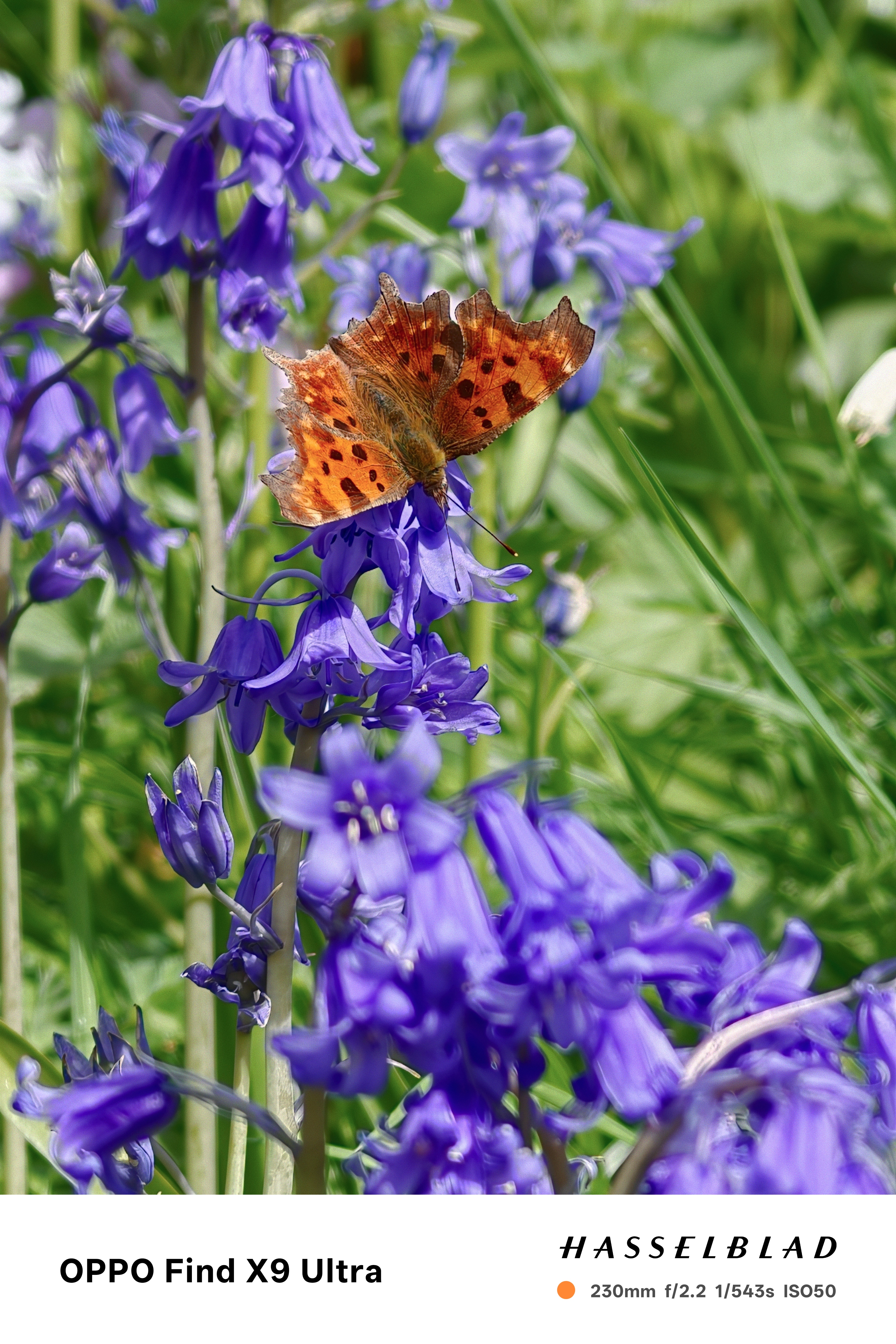 Closeup of a butterfly on a plant