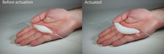 (L) The electrically actuated muscle with thin resistive wire in a rest position; (R) The muscle is expanded.