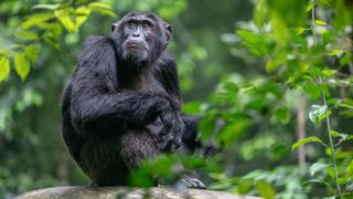 Chimpanzee sitting on log in jungle
