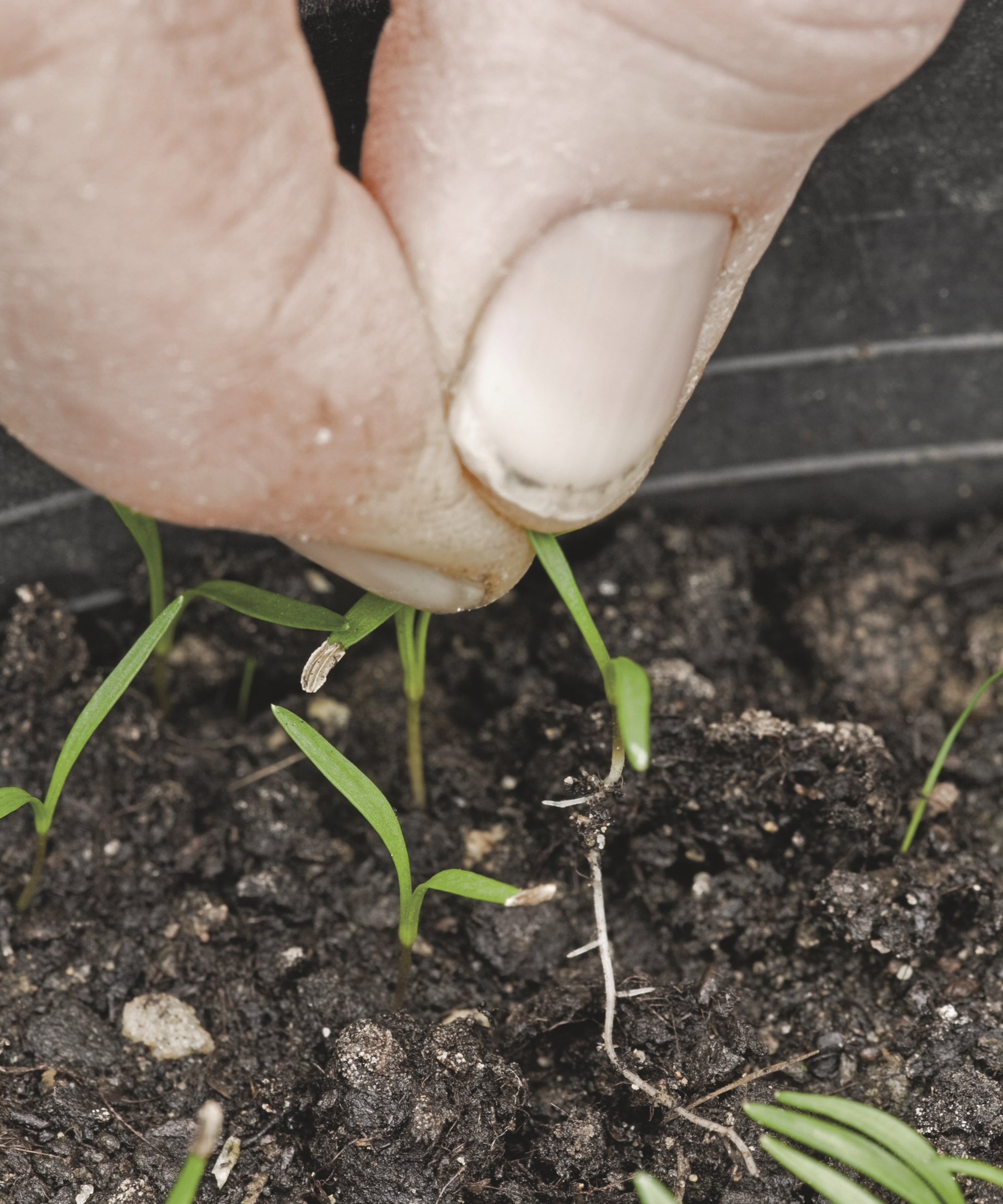 A gardener thins small vegetable seedlings by pulling them with their fingers