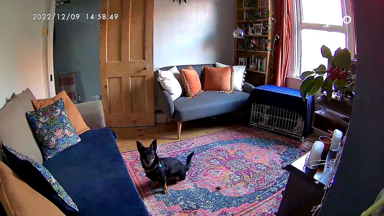 Furbo 360 dog camera tossing a treat
