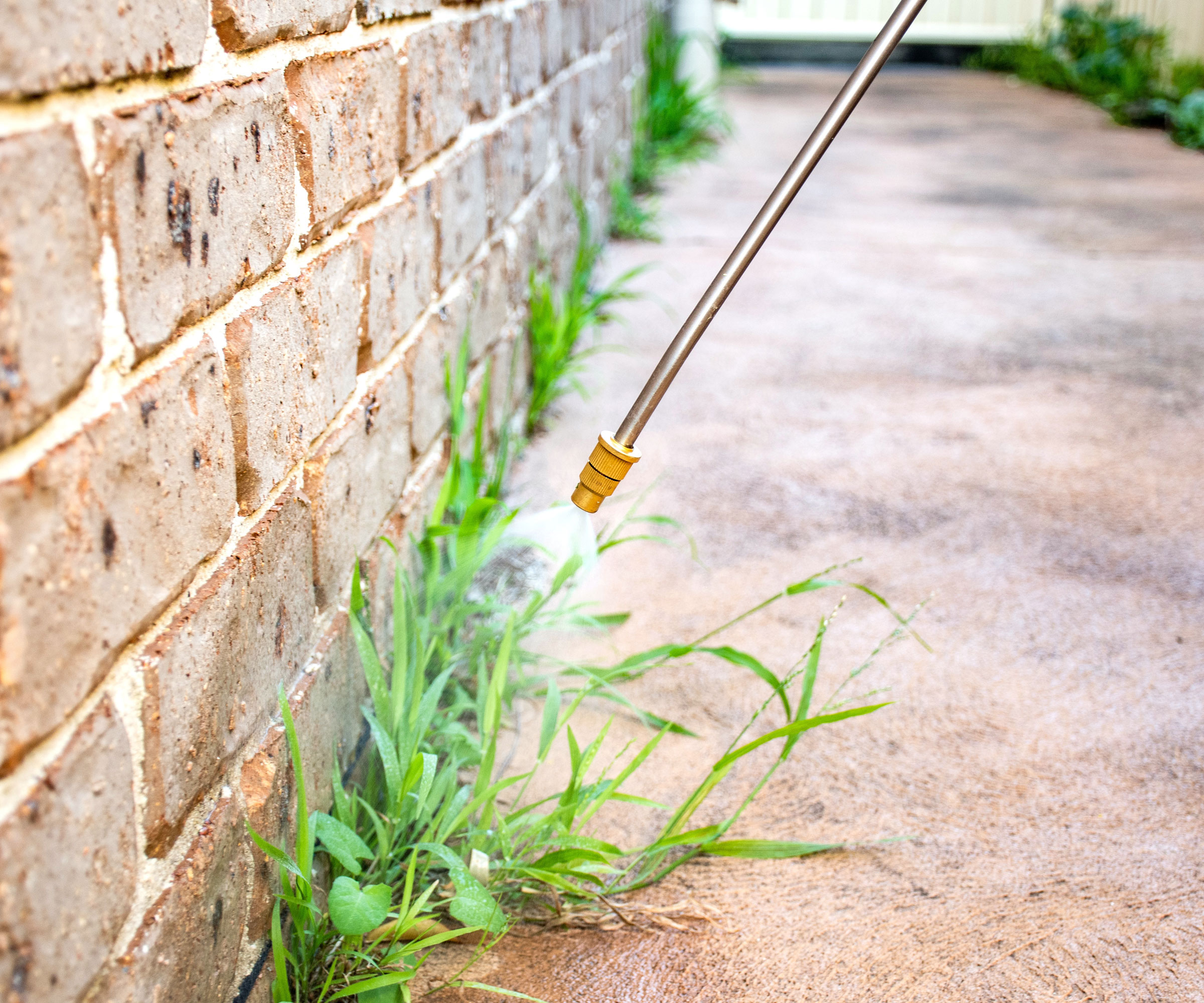 weeds against brick wall being sprayed with weed sprayer