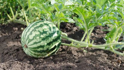 Small green watermelon growing in a garden