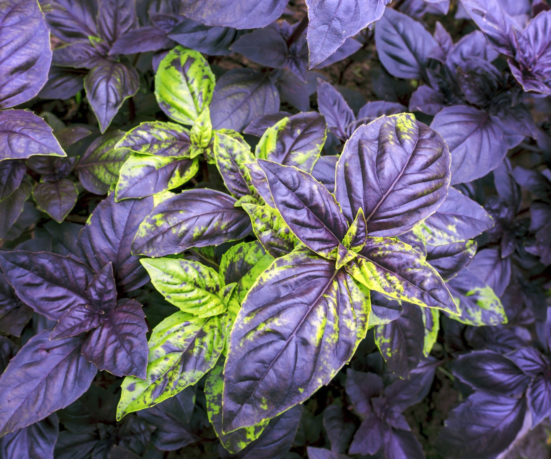 Purple basil plants speckled with bright green
