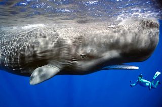 Sperm whale with diver