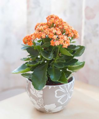 Kalanchoe with orange flowers in small floral patterned pot indoors
