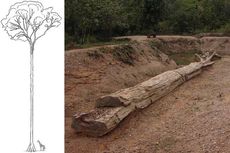 fossils, petrified tree