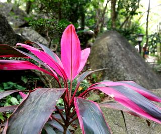 close up on a Hawaiian ti plant outside