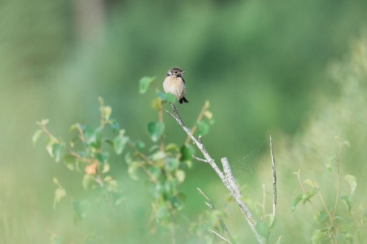 A stonechat perched on a branch in a nature reserve, photographed with a supertelephoto lens of a Sony camera