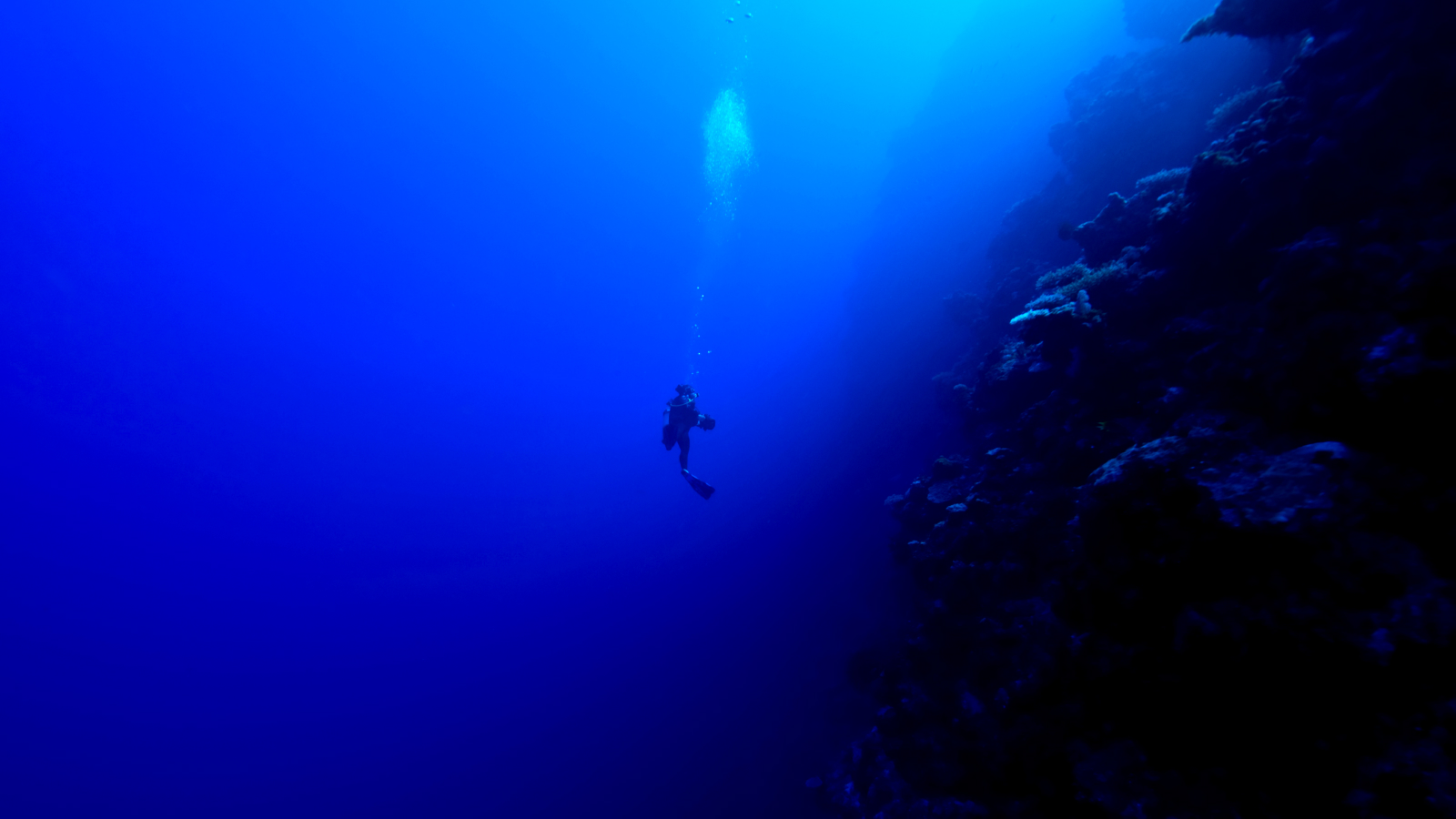 A scuba diver descends down a deep ocean reef wall into the abyss.