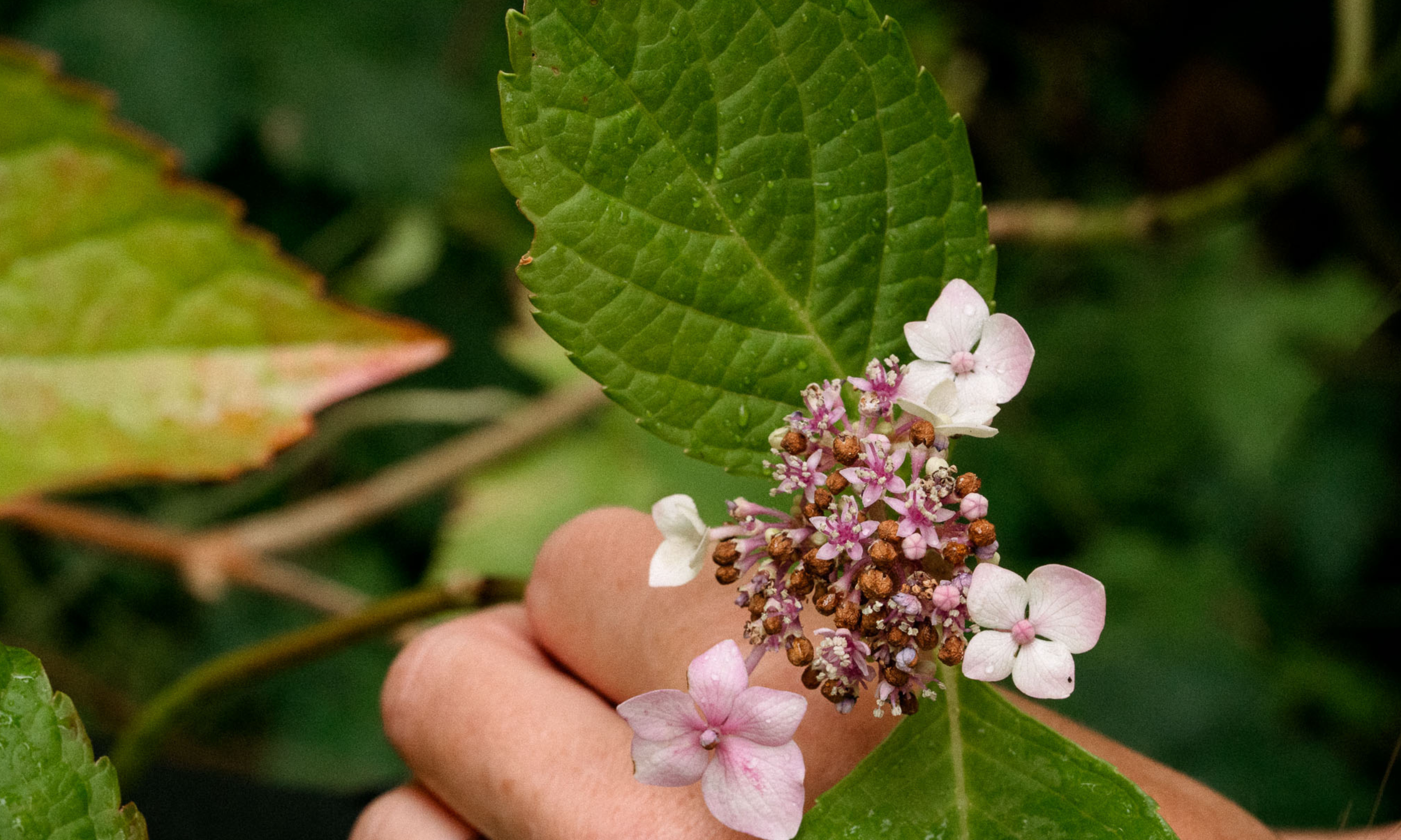 Lacecap hydrangea up close