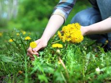 Person Harvesting Dandelions