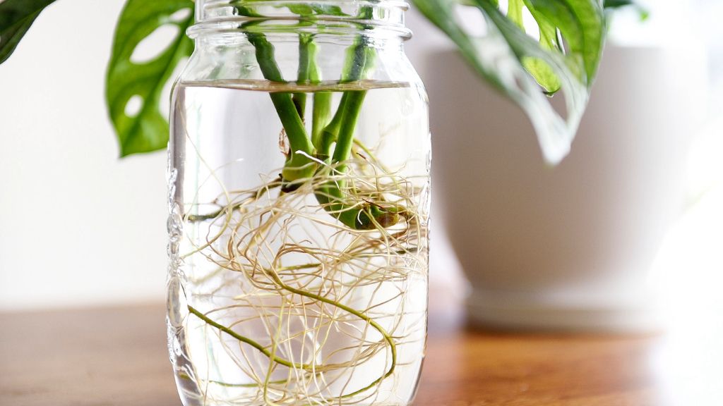 Roots growing from a houseplant cutting in a jar of water