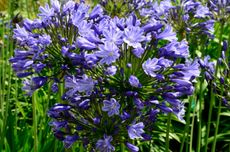 Memories are made of... Agapanthus ‘Catharina’—still blooming in the writer’s garden and now older than his grandchildren.