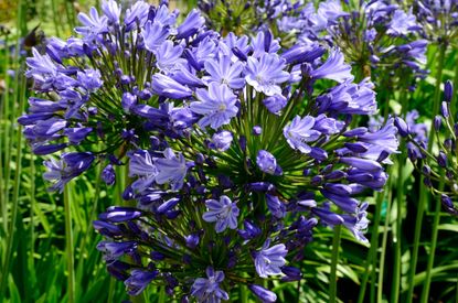 Memories are made of... Agapanthus ‘Catharina’—still blooming in the writer’s garden and now older than his grandchildren.