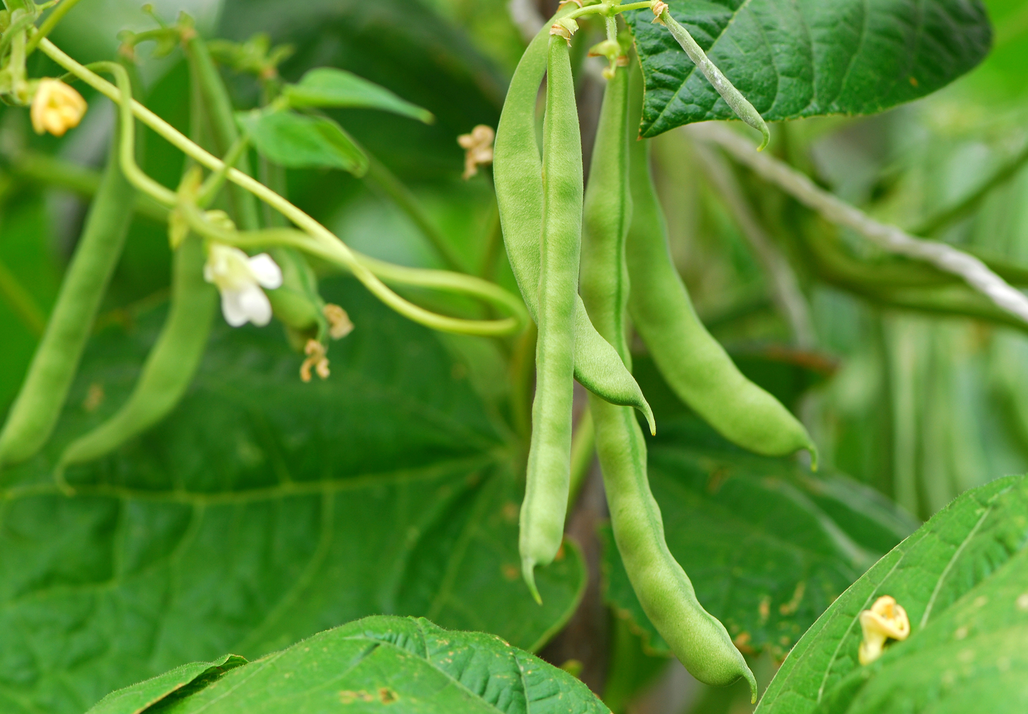 Green beans growing on the vine