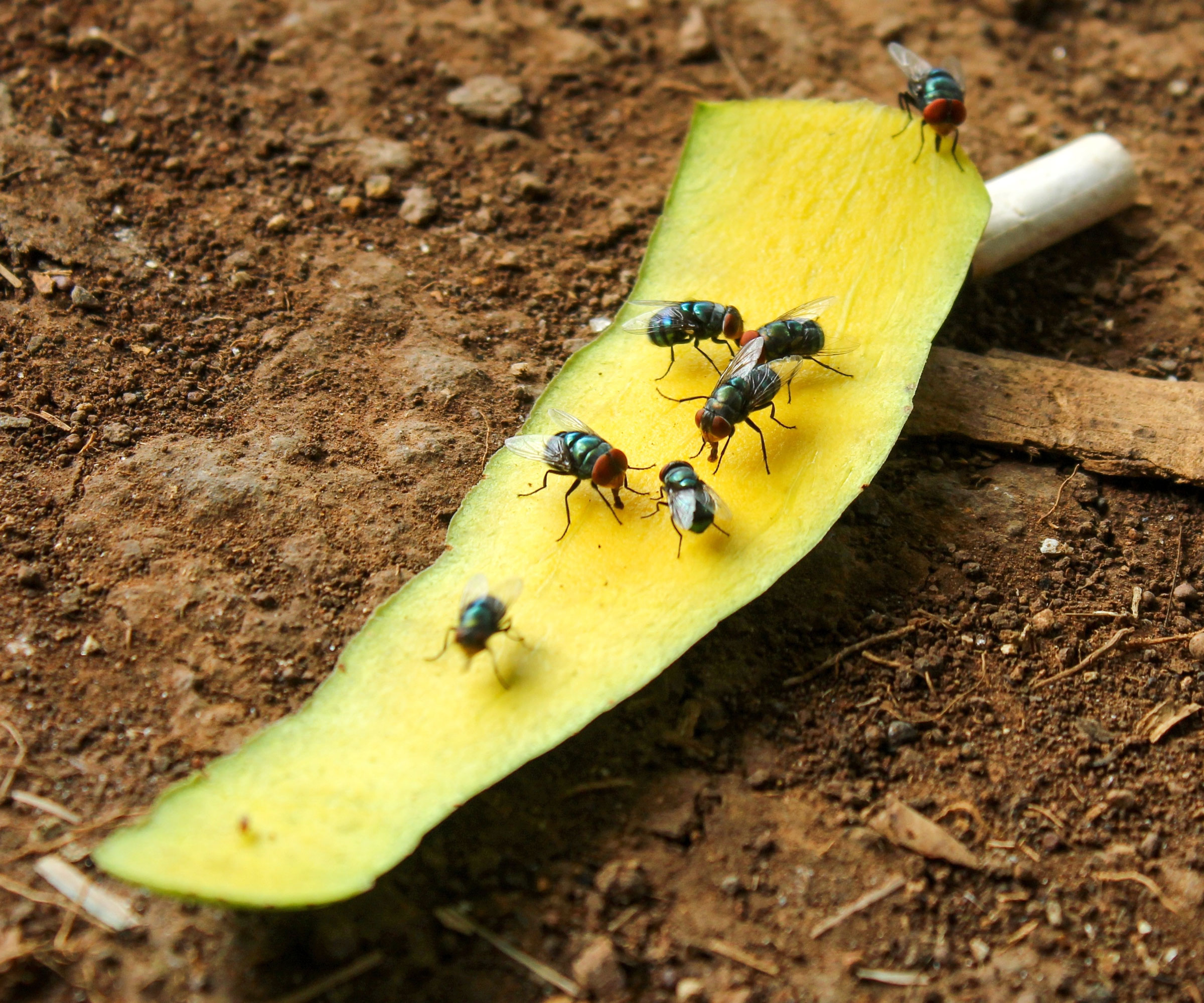 fruit flies feeding on mango slice