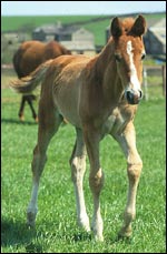foal11main.jpg