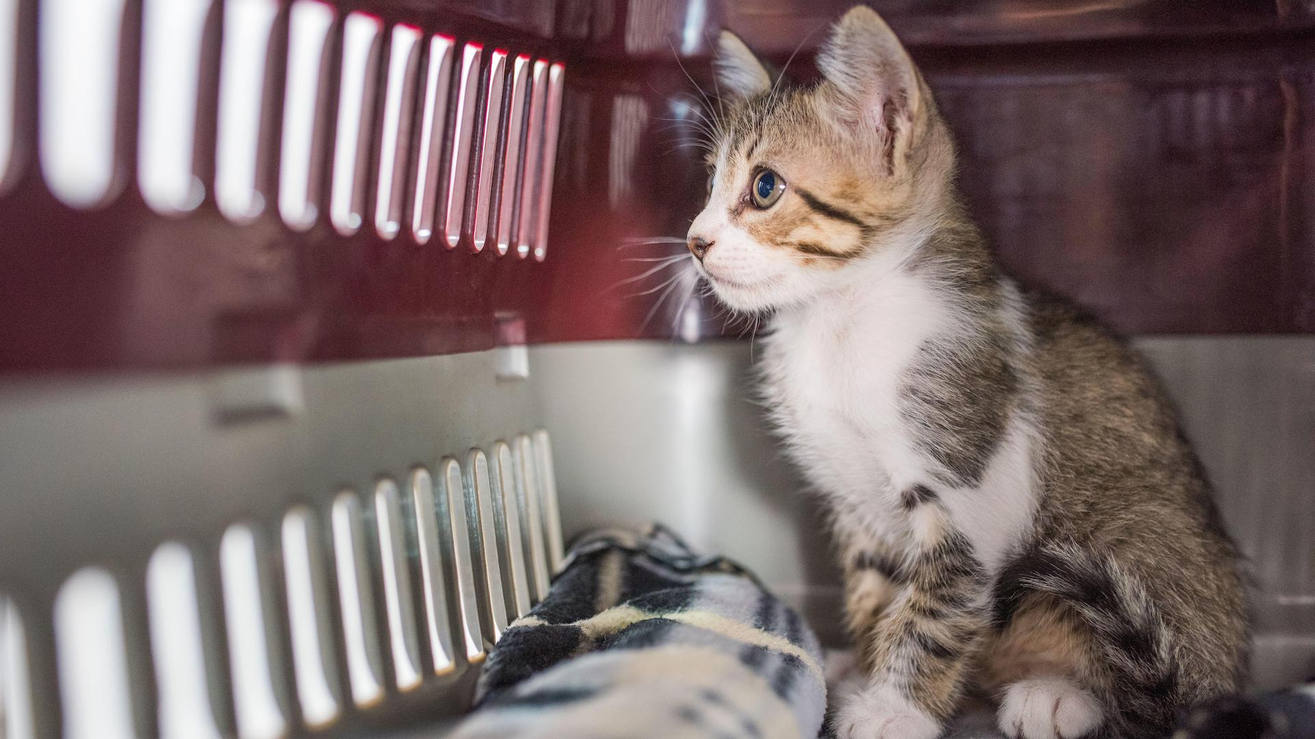 Kitten in cat carrier