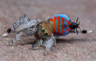 A male of the peacock spider species Maratus jactatus, which is nicknamed Sparklemuffin.