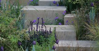 Landscaped garden with lavender to show the garden trend for scented planting