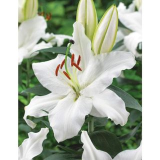 Casa Blanca Oriental Lily