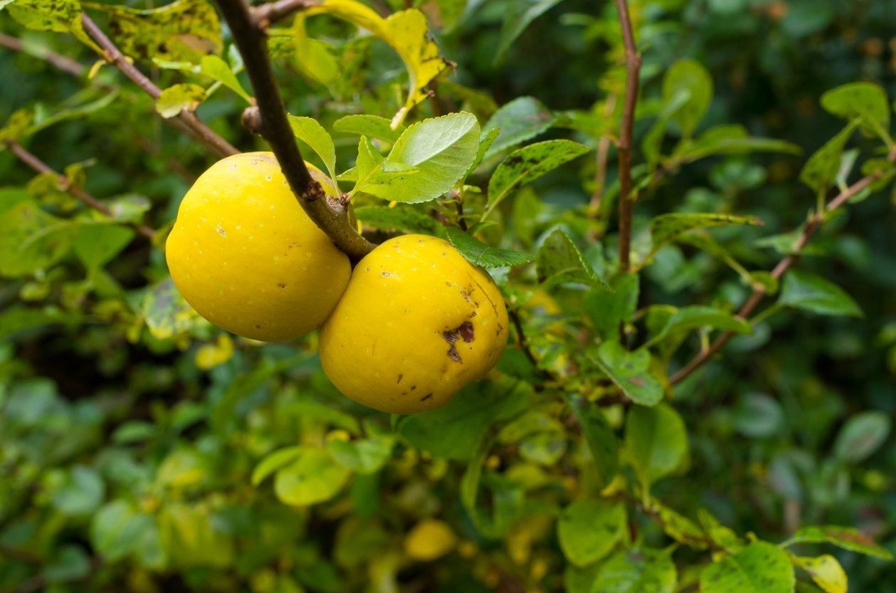 quince fruit