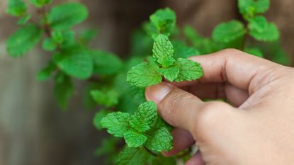 A hand pinches the top of a mint plant