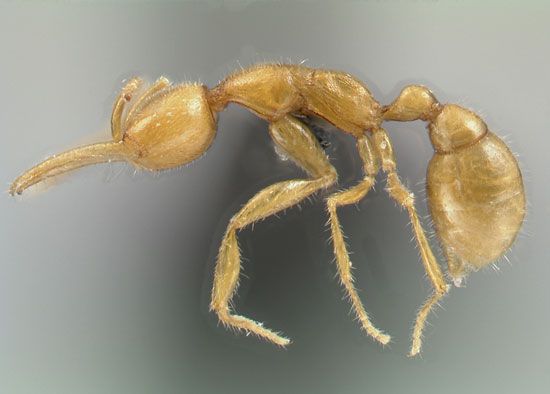 Strange Ant From Mars Discovered Live Science