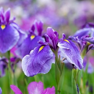 Close up of purple iris bloom