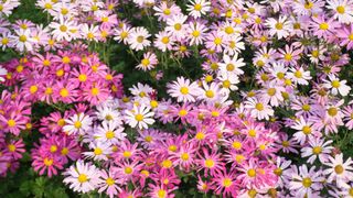 Pink Clara Curtis Chrysanthemum flowers