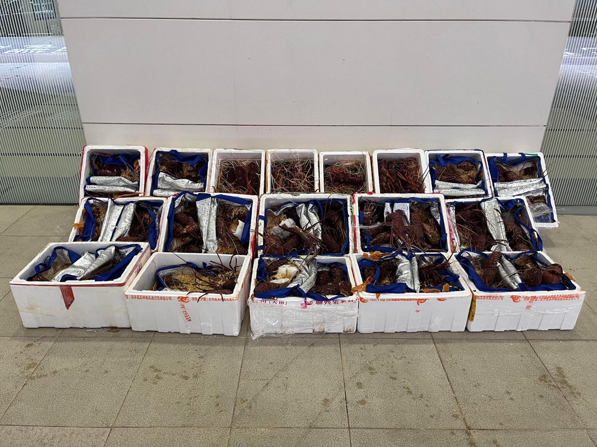 Seized Lobsters
