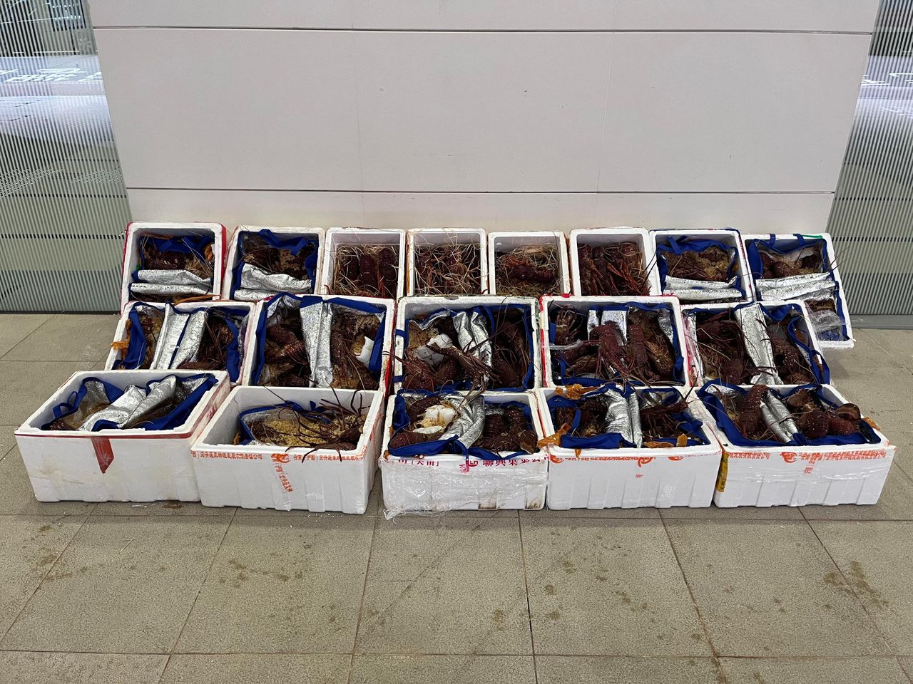 Seized Lobsters