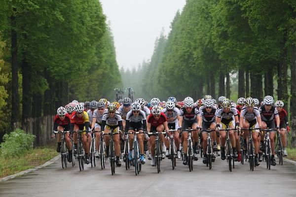 The bunch on the wooded roads of Chongming Island