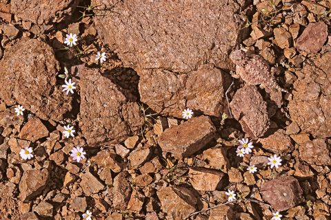 Animal Camo Can You Find The Animals Hiding Out In These Images Live Science