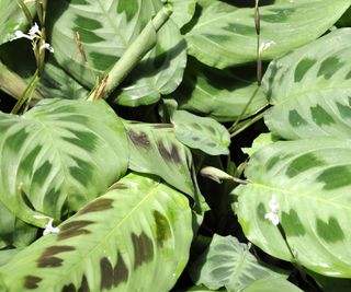 Prayer plant with curling leaf