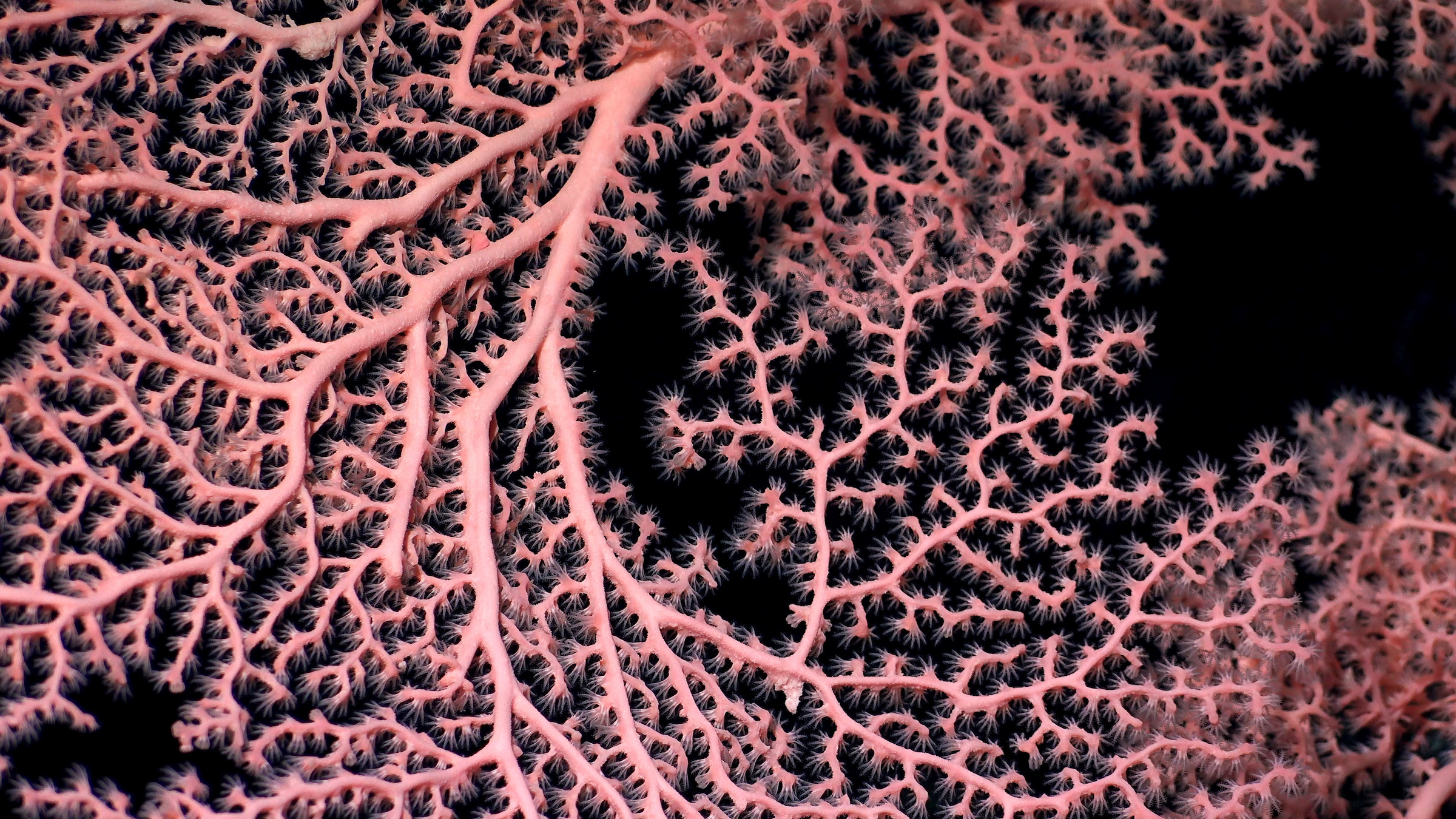 Robotul subacvatic SuBastian a surprins această imagine a coralului roz lat