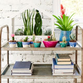 house plants with bromeliad and trolley