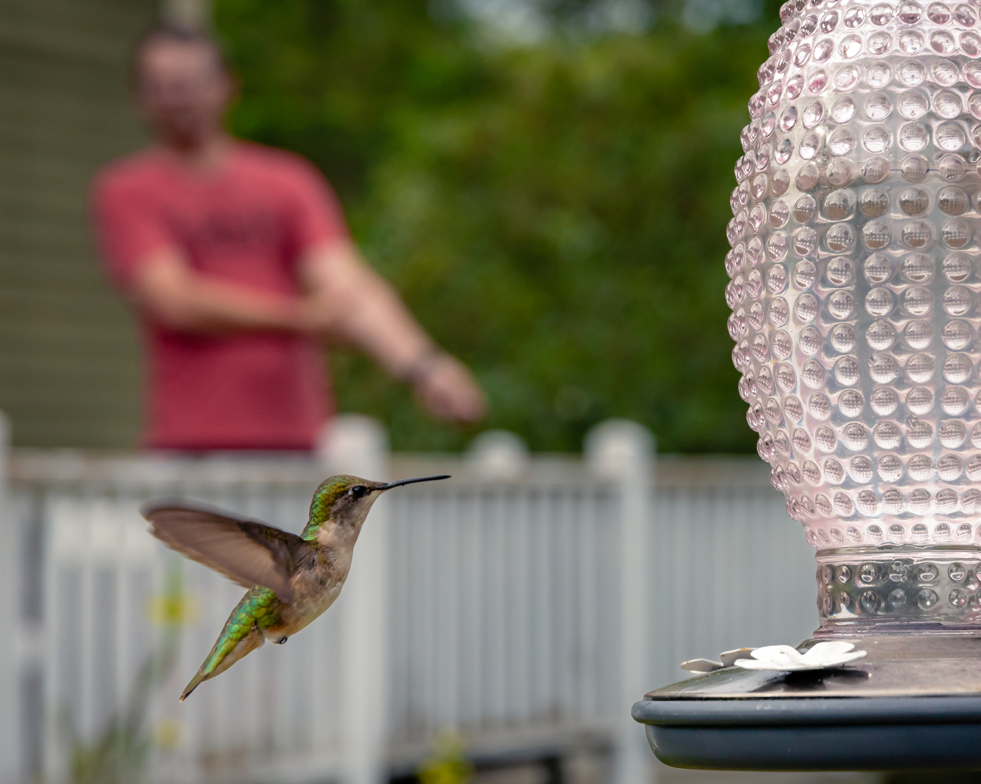 hummingbird flying towards a feeder with a gardener in the background