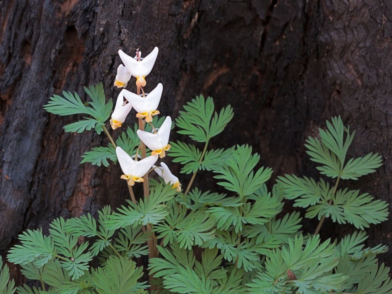 Dutchman&amp;#39;s Breeches Plant With White Flowers