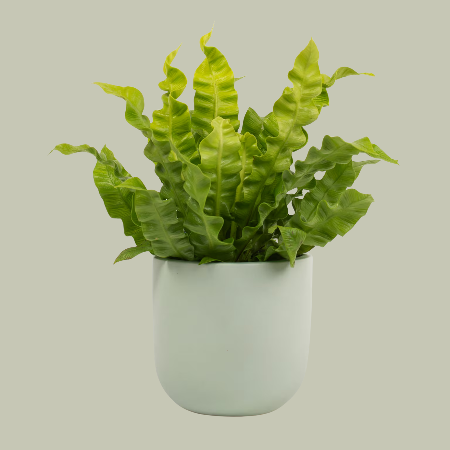 A crispy wave fern in a sage planter