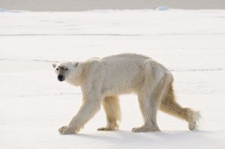 The male polar bear.